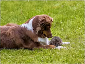 Brązowy, Jeż, Pies, Bearded collie