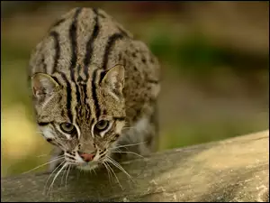Ocelot