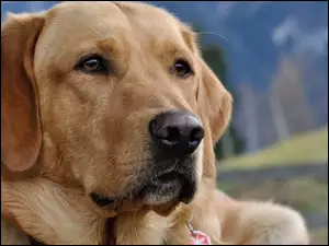 Labrador Retriever