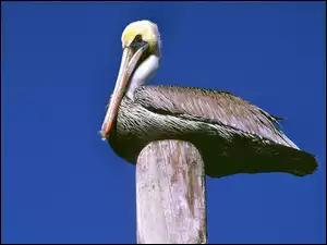 Pelikan