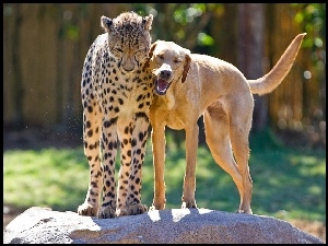 Pies, Gepard