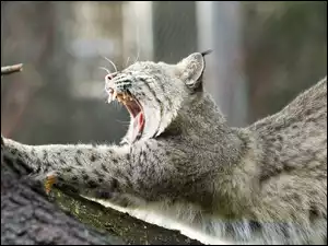 Ryś