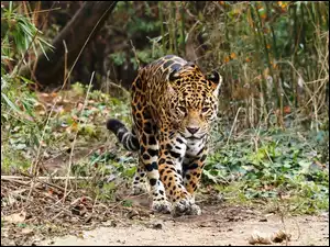 jaguar, Las