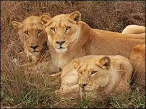 Trawa, Trzy, Lwy