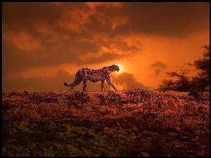 Gepard, Polowanie, Księżyc, Noc