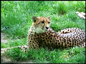 Gepard, Trawa