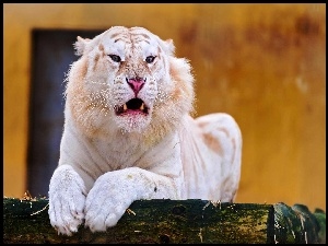 Tygrys, Albinos