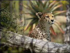 Gepard, Drzewo