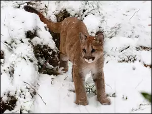 Zima, Puma, Śnieg