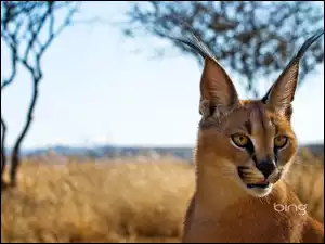 Karakal