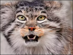 Kły, Manul, Oczy