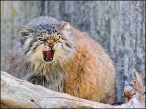 Głodny, Manul