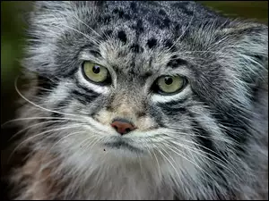 Oczy, Manul, Zielone
