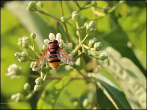 Owad, Pszczoła, Żółty