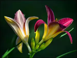 Kwiaty, Liliowce