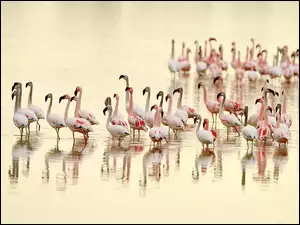 Stado, Rozmycie, Flamingów, Woda