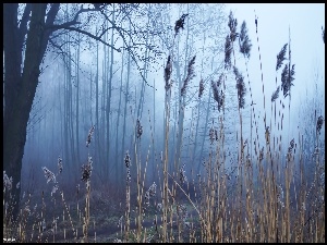 Trzcina, Drzewa, Mgła