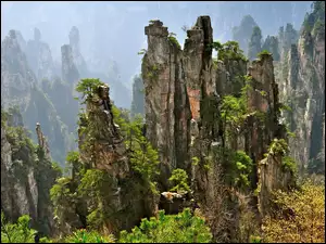 Krzewy, Skały, Drzewa