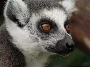 Lemur