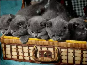 Kotki, Kosz, Małe, Słodkie