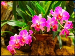 Różowa, Orchidea