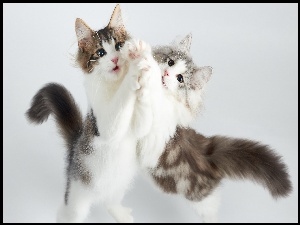 Dwa, Zabawa, Koty, Maine coon