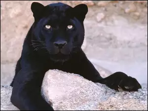 Pantera, Czarna