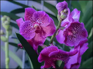 Purpurowy, Storczyk