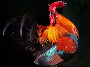 Pióra, Kogut, Kolorowe