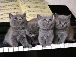 Pianino, Cztery, Kotki