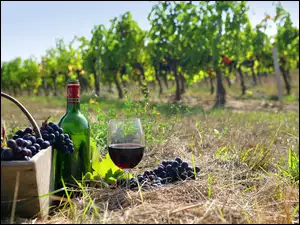 Trawa, Winogrono, Kieliszek, Wino, Sad, Butelka, Koszyk