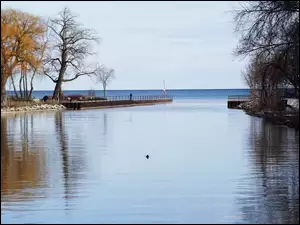 Drzewa, Kanada, Ontario