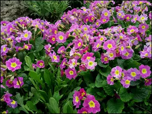 Prymula, Purpurowe, Kwiaty