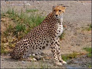 Gepard, Trawa