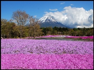 Wulkan, Góra, Pole, Fuji, Kwiatów