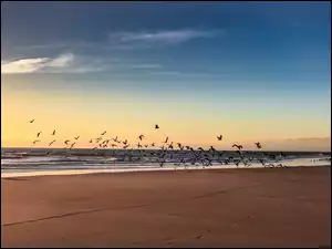 Poranek, Ptaki, Morze, Pies, Plaża, Wschód Słońca