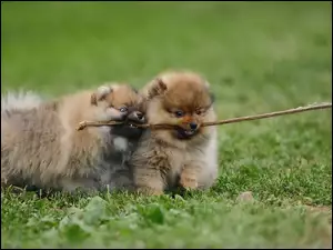 Pomeranian, Patyk, Dwa, Zabawa, Szczeniaczki, Łąka