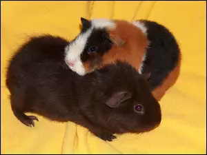 Morskie, Dwie, Świnki