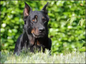 Głowa, Owczarka francuskiego Beaucerona