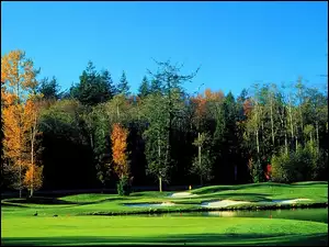 Pole Golfowe, Las