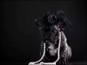 Francuski, Sztuczne , Pies , Kwiaty, Buldog, Perły