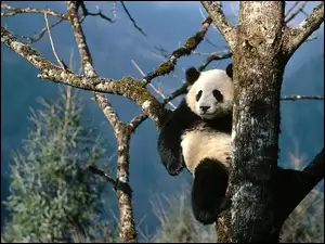 Panda, Drzewo