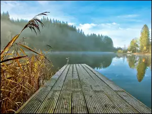 Trzciny, Poranek, Las, Pomost, Mgła, Jezioro