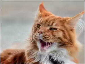 Maine coon, Rudy, Kot