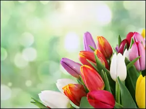 Tulipanow, Bukiet, Kolorowych
