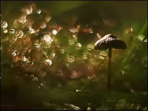 Bokeh, Grzyb, Kapelusz