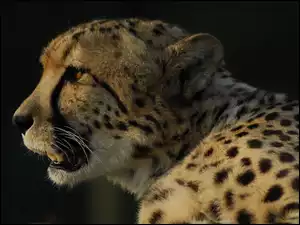 Gepard, Głowa