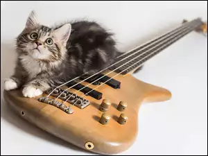 Kot, Gitara