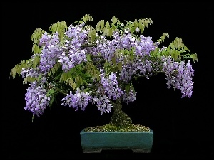 Bonsai, Tło, Glicynia, Czarne