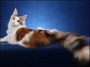Maine, Puszysty, Piękny, Ogon, Kot, Coon